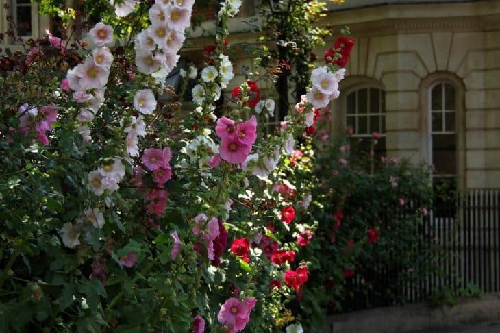 Flowers In The Walks